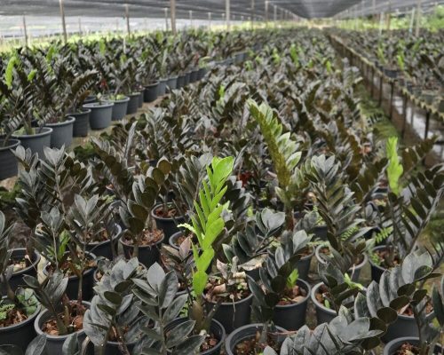 ZZ plants black color zamiifolia from thailand garden to USA