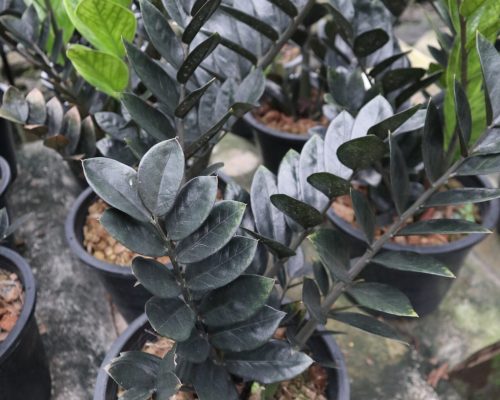 zz plants