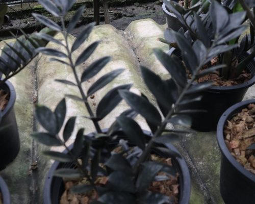 ZZ plant in pot plant selling to Zambia and south africa