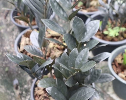 ZZ plants black color zamiifolia from thailand garden