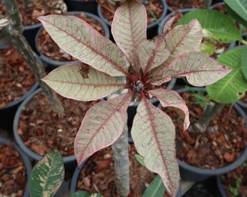 Plumeria variegated violet color