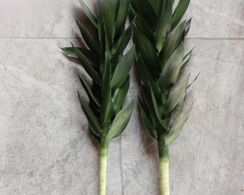 Lotus lucky bamboo from thailand nursery in north area