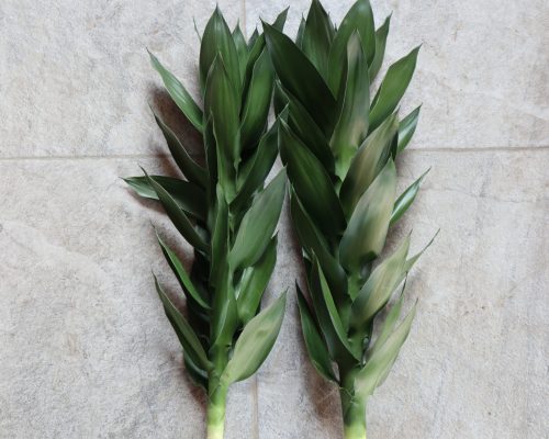 Lotus lucky bamboo from thailand nursery in north area