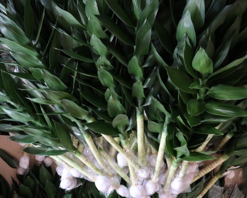 Lotus lucky bamboo from thailand nursery exporting to qatar and bahrain