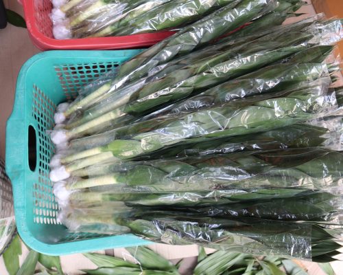Lotus lucky bamboo from thailand nursery exporting to qatar and bahrain