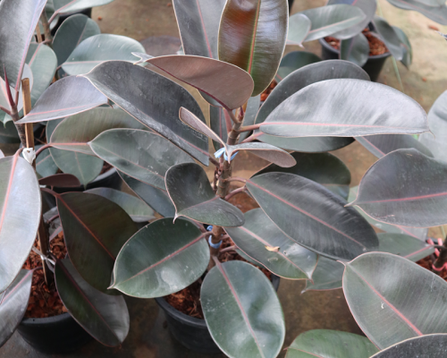 Ficus Elastica plant live from thailand to malaysia