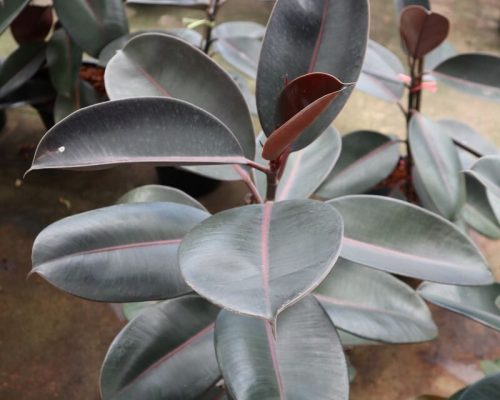 Ficus Elastica plant live from thailand to malaysia