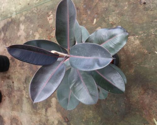 Ficus Elastica plant live from thailand to malaysia