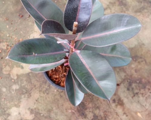 Ficus Elastica plant live from thailand to malaysia