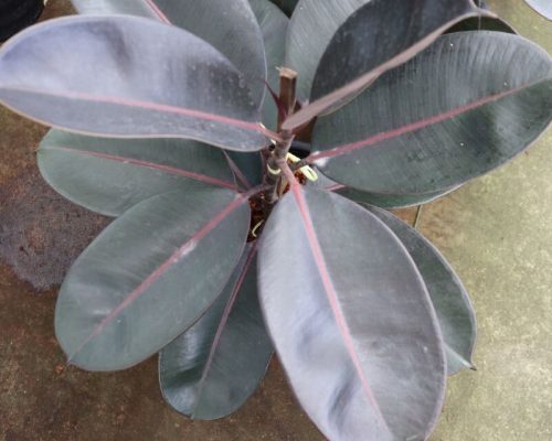 Ficus Elastica plant live from thailand to malaysia