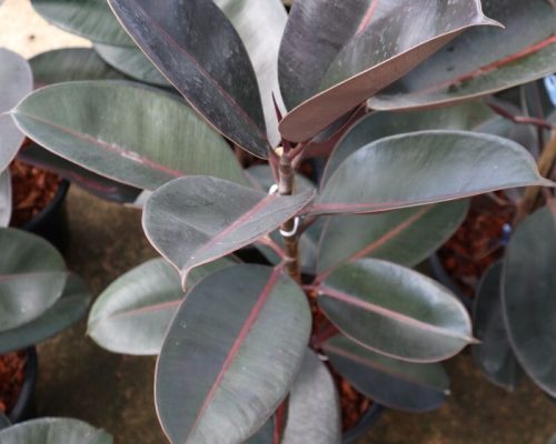 Ficus Elastica india rubber plants thailand nursery