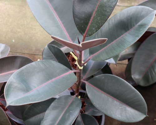 Ficus Elastica plant live from thailand to malaysia