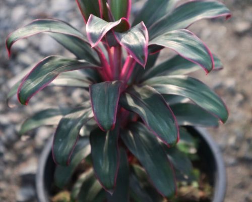 Cordeline Terminalis thailand exporter nursery