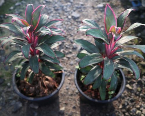 Cordeline Terminalis thailand exporter nursery