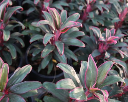 Cordeline Terminalis thailand exporter plant live