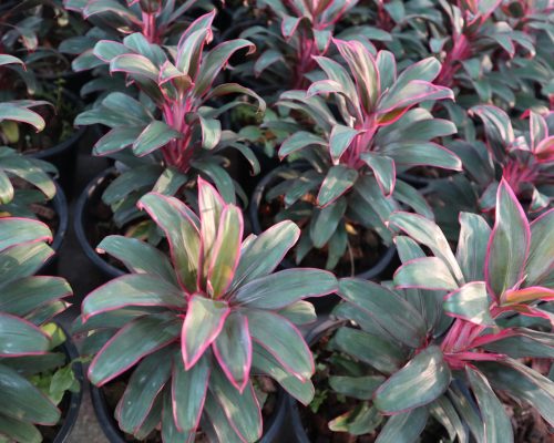 Cordeline Terminalis pot plants for exporting to russia and duabai