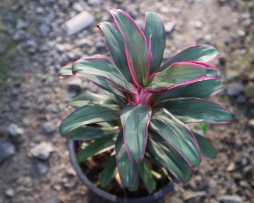 Cordeline Terminalis pot plants for exporting to russia and duabai