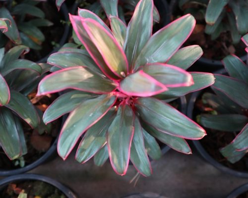 Cordeline Terminalis thailand exporter nursery