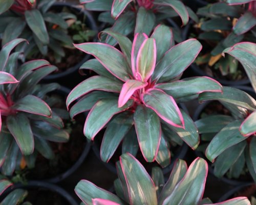 Cordeline Terminalis thailand exporter plant live