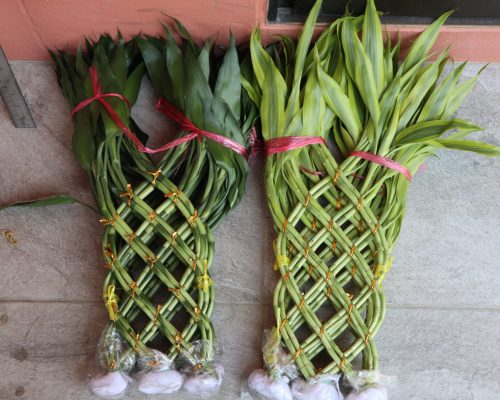 Pyramid thailand lucky bamboo exporter
