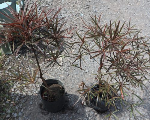 Terminalia Bentzol Terminalia Bentzol