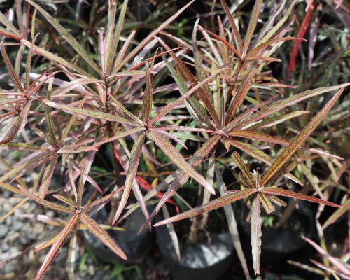 Terminalia Bentzol variegated plants in pot from thailand garden Terminalia Bentzol variegated plants in pot from thailand garden