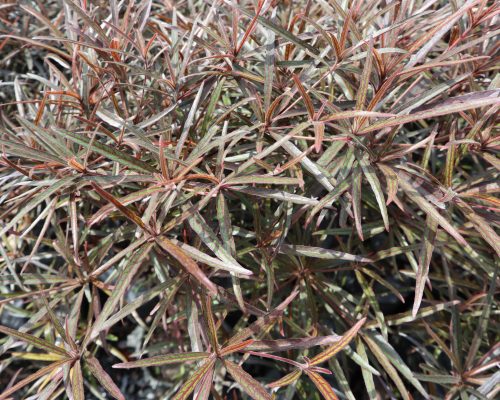 Terminalia Bentzol variegated plants in pot from thailand garden Terminalia Bentzol variegated plants in pot from thailand garden