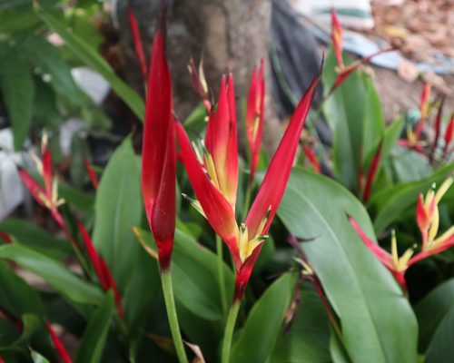 Heliconia variegated for sale cheap price