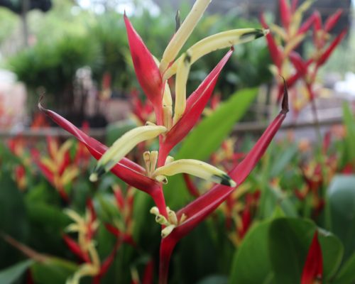 Heliconia variegated for sale cheap price