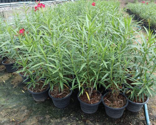 Nerium Oliyander plant live thailand exporter