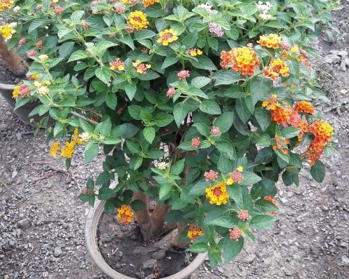 Lantana plant to india and bahrian