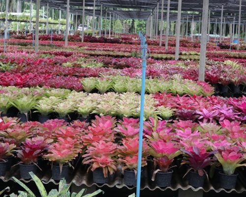 bromeliads garden from thailand