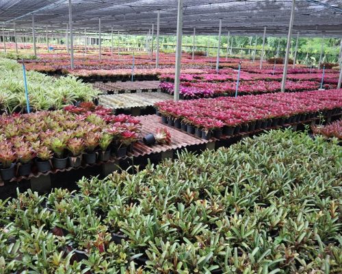 Bromeliads nursery exporting quality to tanzania