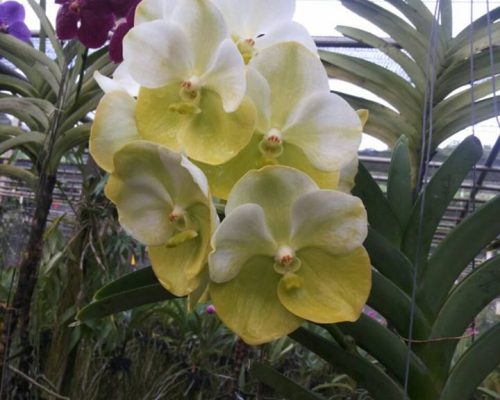 Vanda orchid thailand nursery