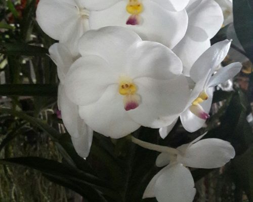 Vanda orchid