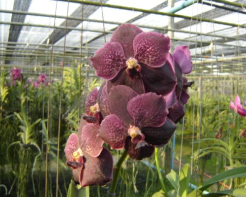Vanda orchid