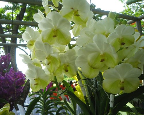 Orchid plants