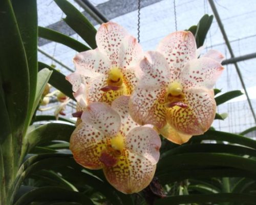 Thailand orchid vanda exporter