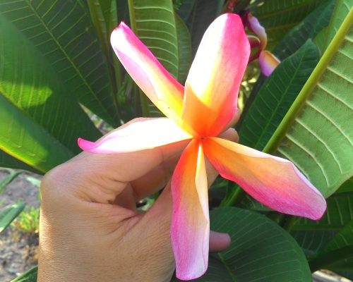 Plumeria seeds Plumeria seeds