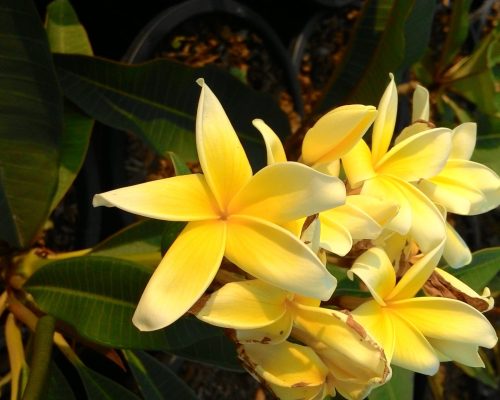 Plumeria seeds Plumeria seeds