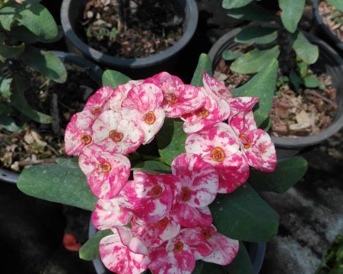 Euphorbia milii