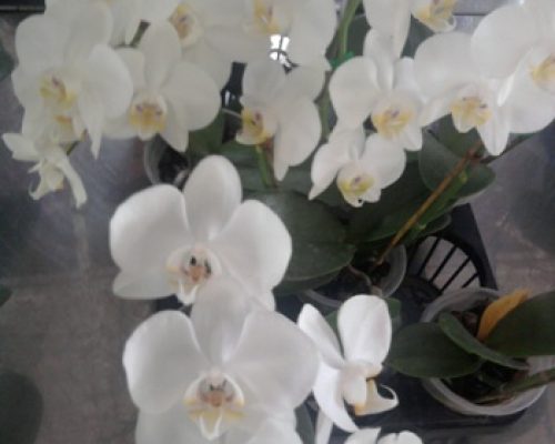 Orchid phalaenopsis freshness plant from thailand garden