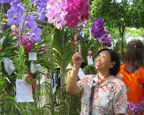 Thailand orchid vanda exporter
