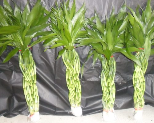 Pyramid thailand lucky bamboo exporter