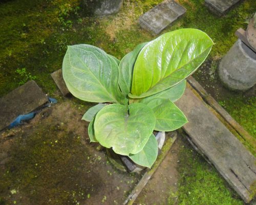 Anthurium jenmanii Aurea variegated