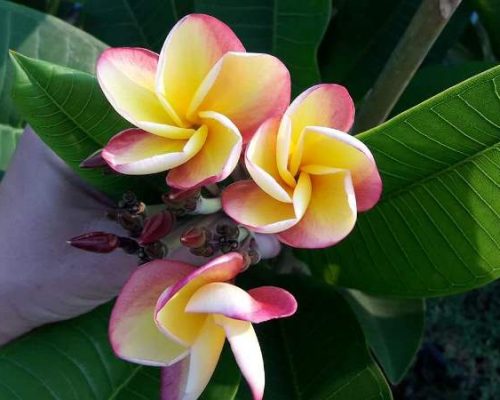 Plumeria seeds Plumeria seeds