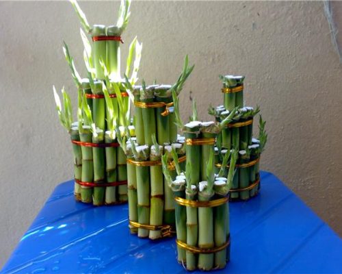 Lucky bamboo for dubai and Iran market