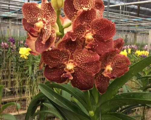 Orchid vanda