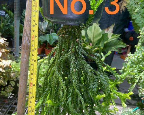 Hupensia hanging plant thailand garden