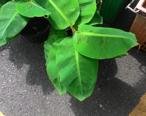 Small banana variegated